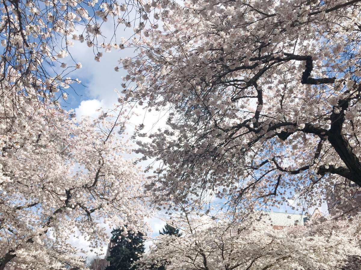 University of Washington Cherry Blossoms –&nbsp;2018