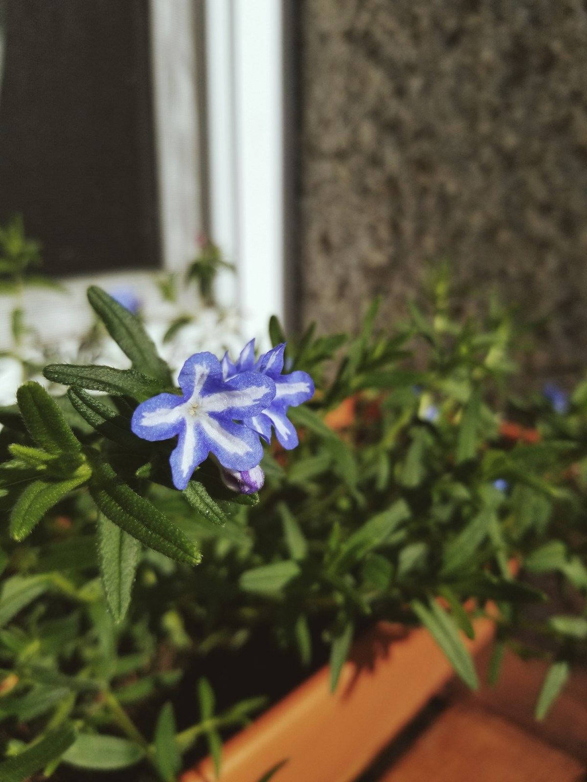 Happy Flowers Worth&nbsp;Saving